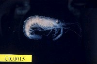 藏品(貪食沼蝦)的圖片